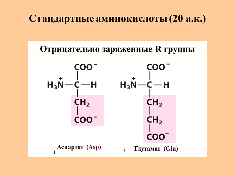 Стандартные аминокислоты (20 а.к.) Аспартат (Asp) Глутамат (Glu) Отрицательно заряженные R группы